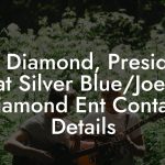 Joel Diamond, President at Silver Blue/Joel Diamond Ent Contact Details
